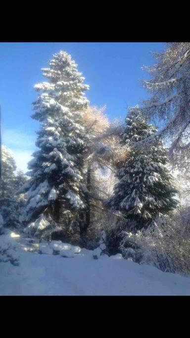 The Beeches Studio, Highlands Of Scotland Newtonmore Bagian luar foto